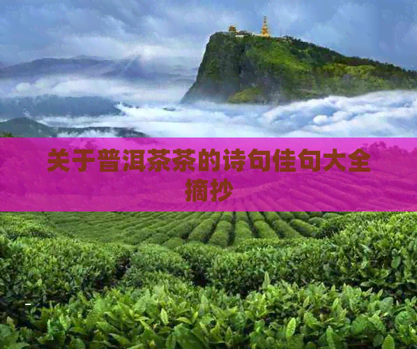 关于普洱茶茶的诗句佳句大全摘抄