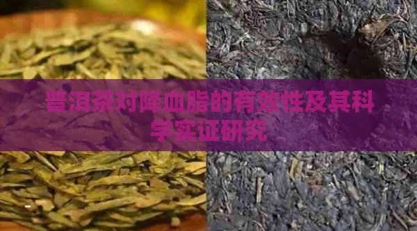 普洱茶对降血脂的有效性及其科学实证研究