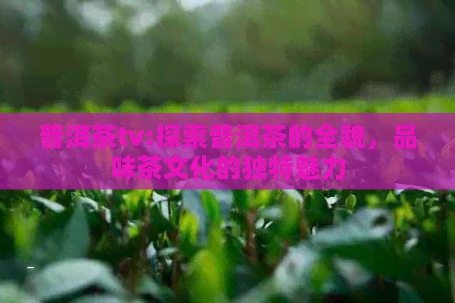 普洱茶tv:探索普洱茶的全貌，品味茶文化的独特魅力