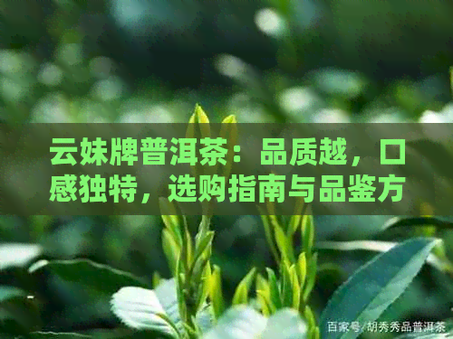 云妹牌普洱茶：品质越，口感独特，选购指南与品鉴方法一应俱全