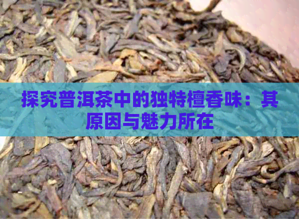 探究普洱茶中的独特檀香味：其原因与魅力所在