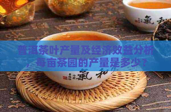 普洱茶叶产量及经济效益分析，每亩茶园的产量是多少？