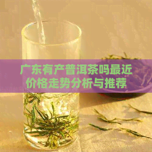 广东有产普洱茶吗最近价格走势分析与推荐