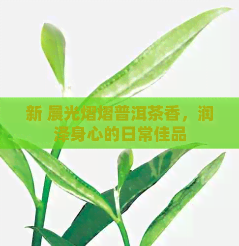 新 晨光熠熠普洱茶香，润泽身心的日常佳品