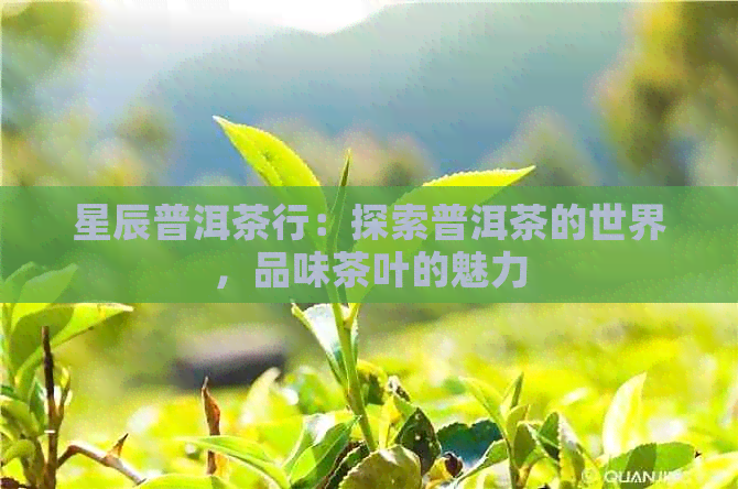 星辰普洱茶行：探索普洱茶的世界，品味茶叶的魅力