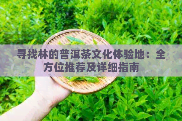 寻找林的普洱茶文化体验地：全方位推荐及详细指南