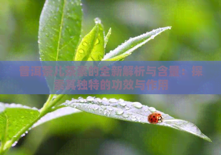 普洱茶儿茶素的全新解析与含量：探索其独特的功效与作用