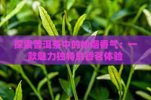 探索普洱茶中的松烟香气：一款魅力独特的香茗体验