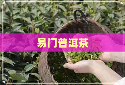 易门普洱茶