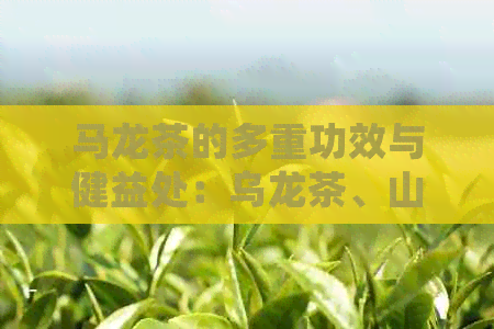 马龙茶的多重功效与健益处：乌龙茶、山茶的独特体验