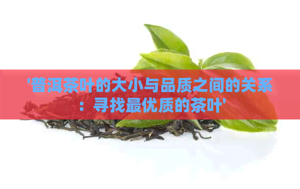 '普洱茶叶的大小与品质之间的关系：寻找更优质的茶叶'