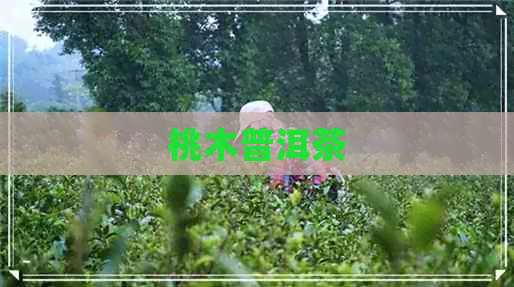 桃木普洱茶