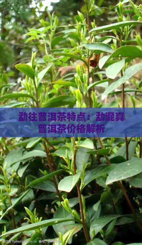 勐往普洱茶特点：勐混真普洱茶价格解析