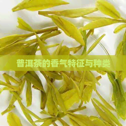 普洱茶的香气特征与种类