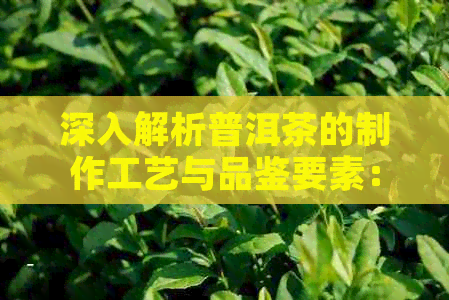 深入解析普洱茶的制作工艺与品鉴要素：从年份到出厂的生产流程全解