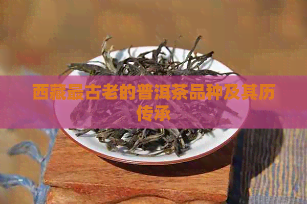      最古老的普洱茶品种及其历传承