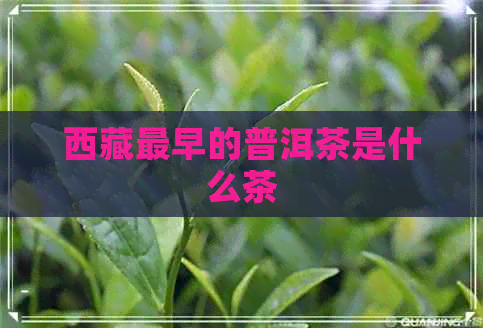      最早的普洱茶是什么茶