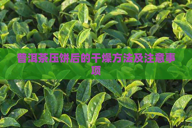 普洱茶压饼后的干燥方法及注意事项