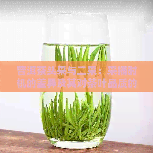 普洱茶头采与二采：采摘时机的差异及其对茶叶品质的影响详解