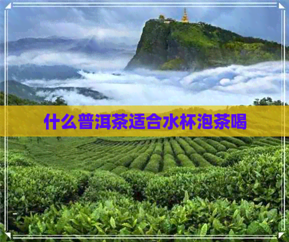 什么普洱茶适合水杯泡茶喝