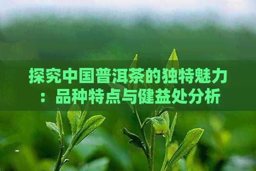 探究中国普洱茶的独特魅力：品种特点与健益处分析