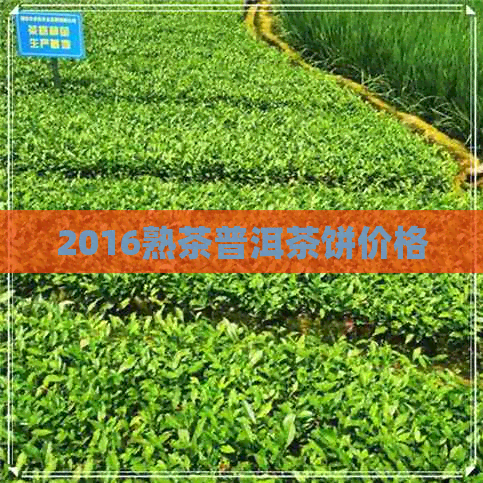 2016熟茶普洱茶饼价格