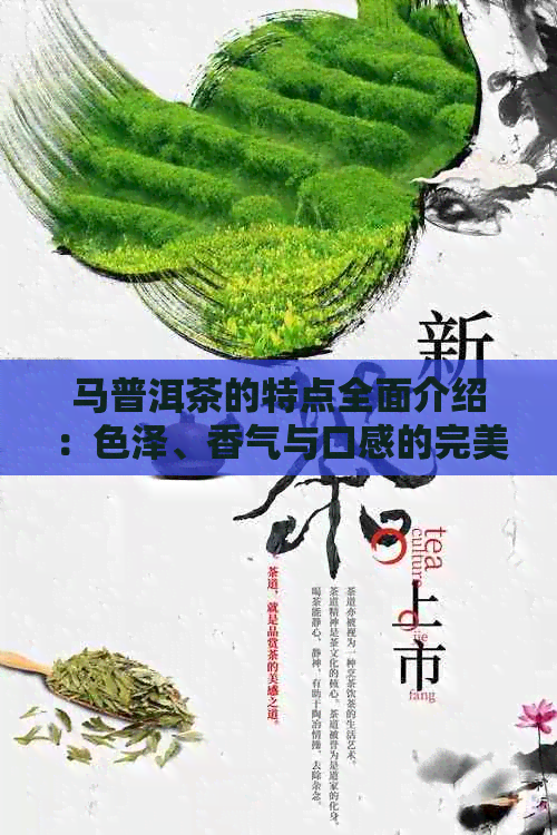 马普洱茶的特点全面介绍：色泽、香气与口感的完美融合