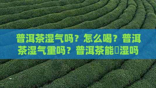 普洱茶湿气吗？怎么喝？普洱茶湿气重吗？普洱茶能袪湿吗？普洱茶湿热吗？