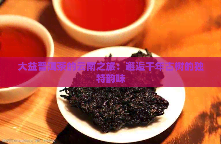 大益普洱茶的云南之旅：邂逅千年古树的独特韵味