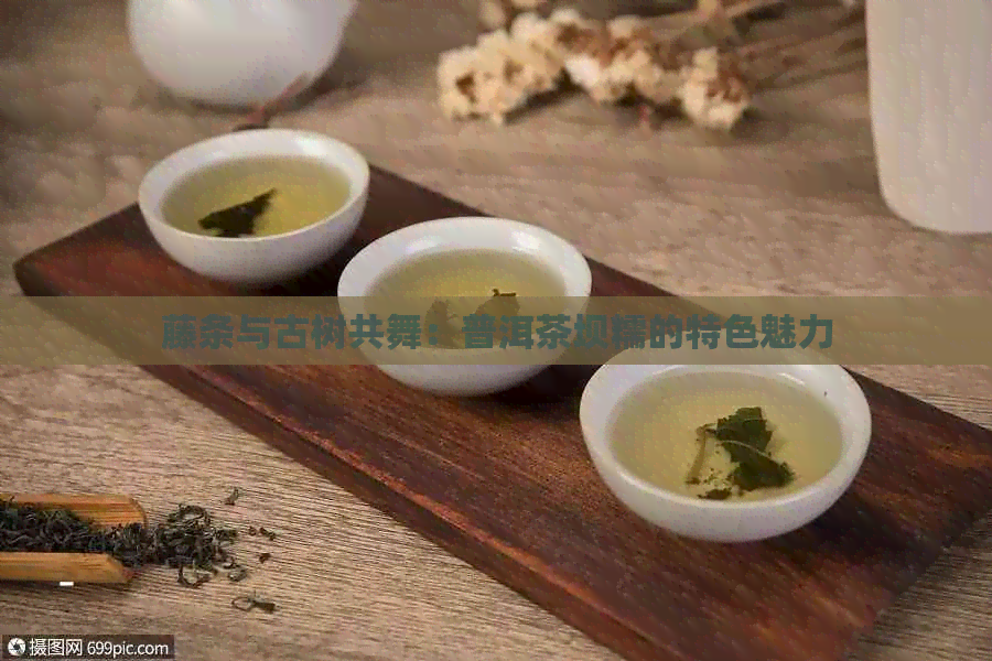 藤条与古树共舞：普洱茶坝糯的特色魅力