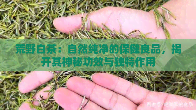 荒野白茶：自然纯净的保健良品，揭开其神秘功效与独特作用