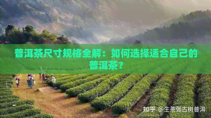 普洱茶尺寸规格全解：如何选择适合自己的普洱茶？