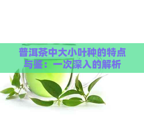 普洱茶中大小叶种的特点与鉴：一次深入的解析