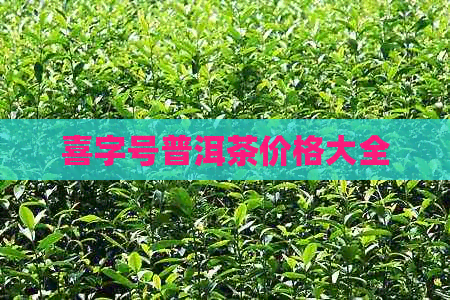 喜字号普洱茶价格大全