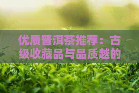 优质普洱茶推荐：古级收藏品与品质越的茶叶选择