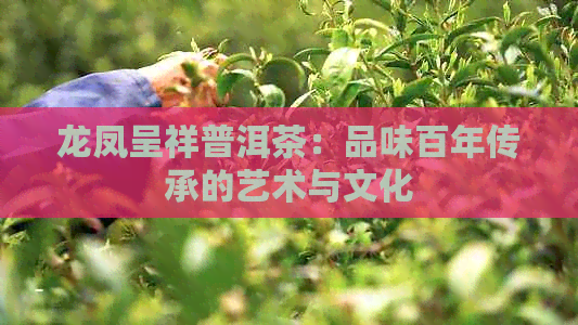 龙凤呈祥普洱茶：品味百年传承的艺术与文化