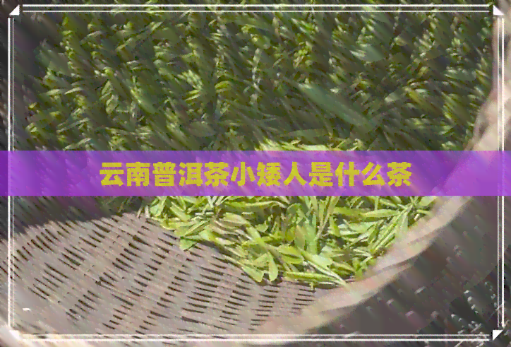 云南普洱茶小矮人是什么茶