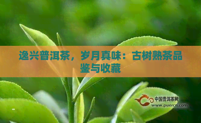 逸兴普洱茶，岁月真味：古树熟茶品鉴与收藏