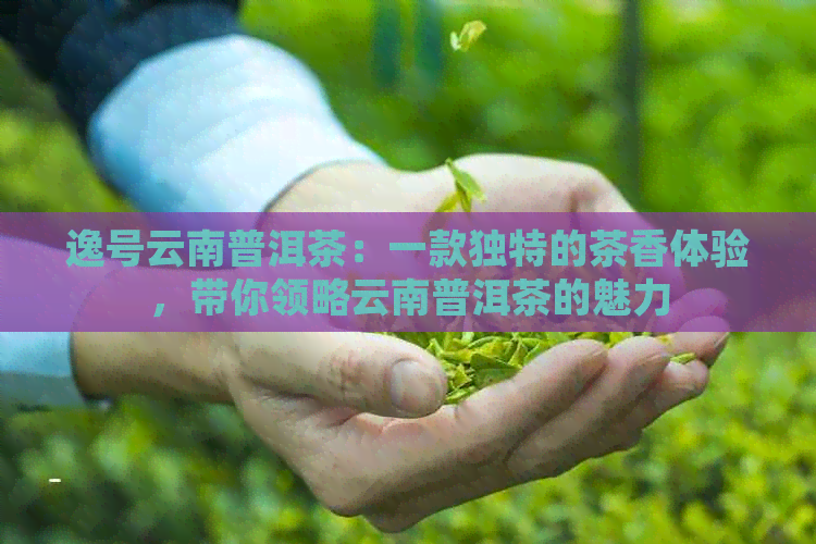 逸号云南普洱茶：一款独特的茶香体验，带你领略云南普洱茶的魅力