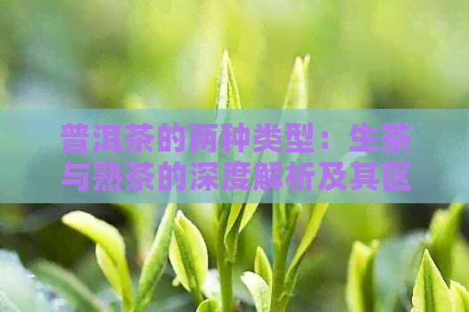 普洱茶的两种类型：生茶与熟茶的深度解析及其区别