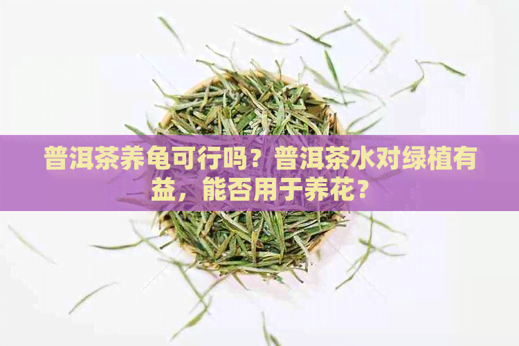 普洱茶养龟可行吗？普洱茶水对绿植有益，能否用于养花？