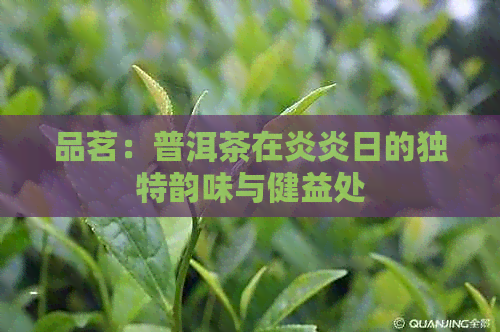 品茗：普洱茶在炎炎日的独特韵味与健益处