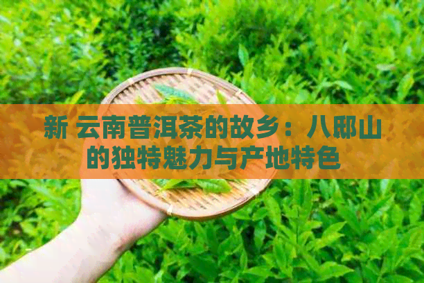 新 云南普洱茶的故乡：八邸山的独特魅力与产地特色