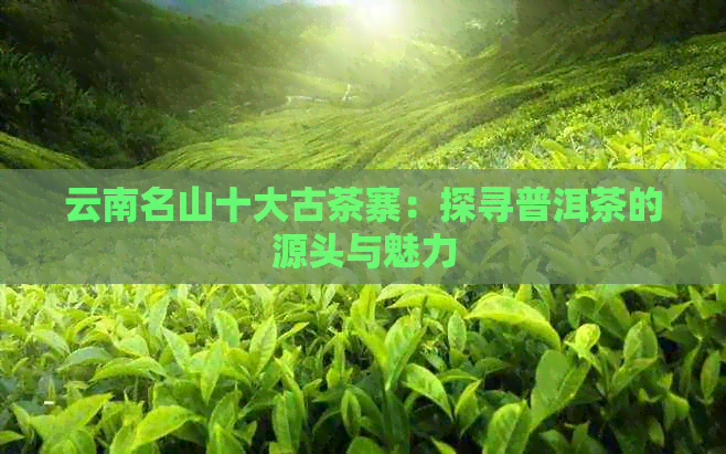 云南名山十大古茶寨：探寻普洱茶的源头与魅力