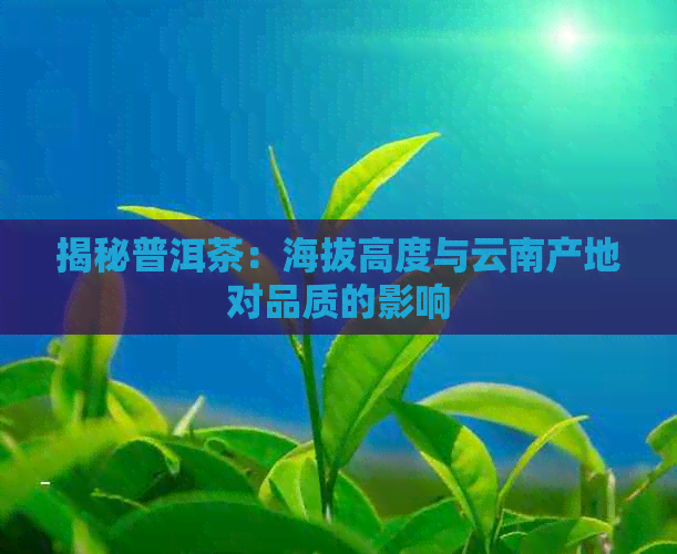 揭秘普洱茶：海拔高度与云南产地对品质的影响