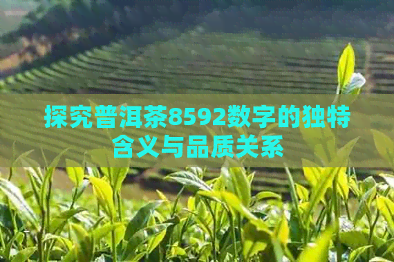 探究普洱茶8592数字的独特含义与品质关系