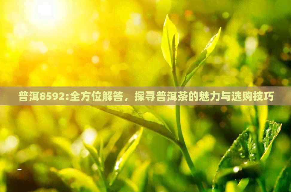 普洱8592:全方位解答，探寻普洱茶的魅力与选购技巧