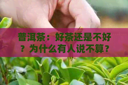 普洱茶：好茶还是不好？为什么有人说不算？