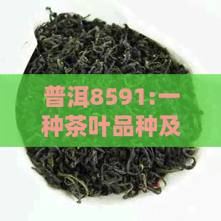 普洱8591:一种茶叶品种及其独特魅力的全面解析