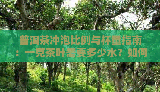 普洱茶冲泡比例与杯量指南：一克茶叶需要多少水？如何控制口感和浓度？